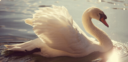 Le Cygne (Le Carnaval des Animaux)