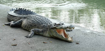 Crocodile Rock